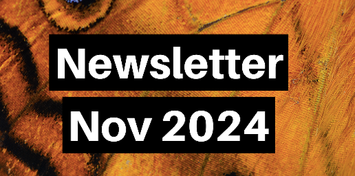 Newsletter Nov 2024